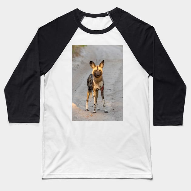 African Painted Dog, Hwange, Zimbabwe Baseball T-Shirt by AndrewGoodall